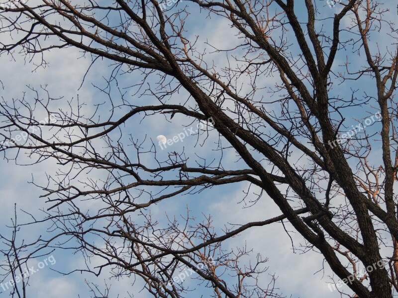 Moon Through Fall Trees Moon Moonlight Bare Tree Branches Moon Hidden In Trees