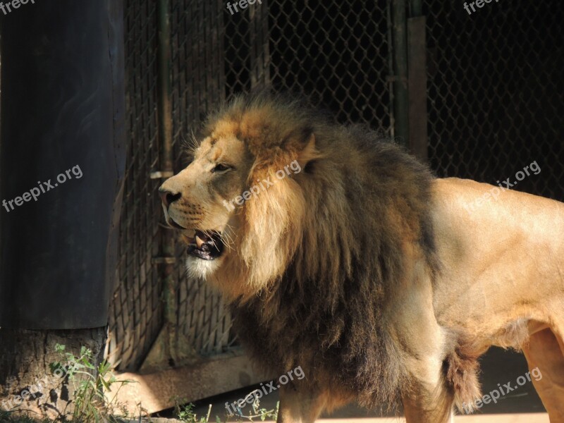 King Of The Beasts Lion Male Lion Lion's Mane Zoo