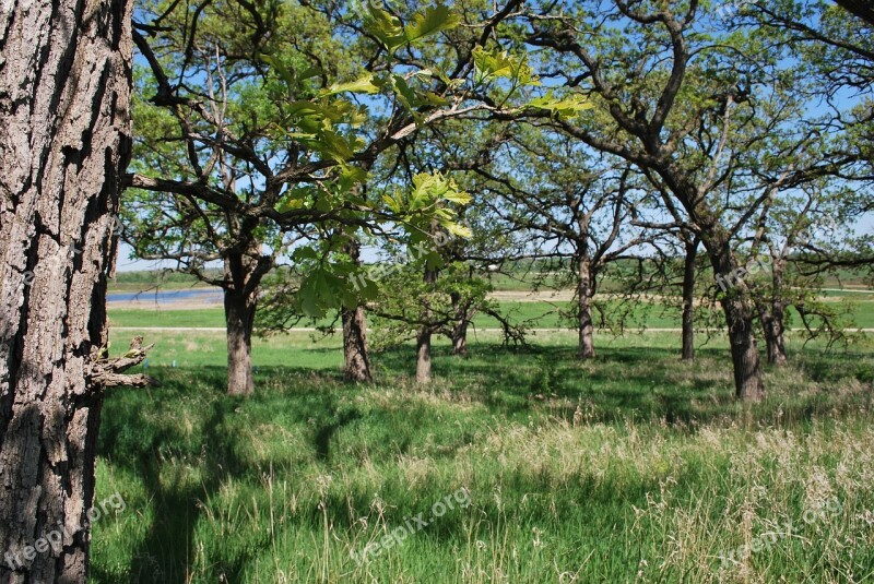 Savanna Oaks Nature Oak Tree Woods