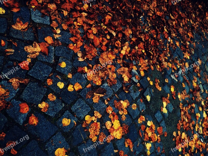 Leaves Autumn Cobbles Paving Path