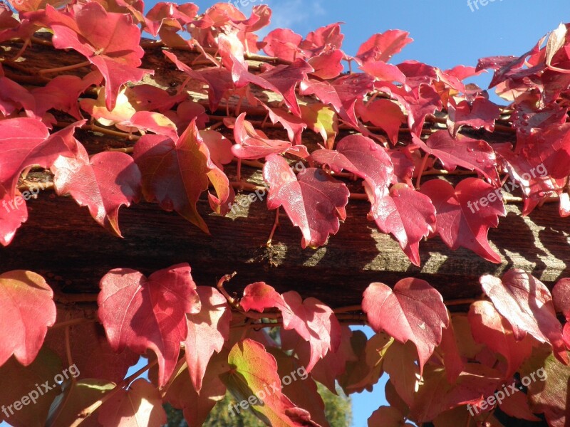 Autumn Leaves Red Sky Drip Vine