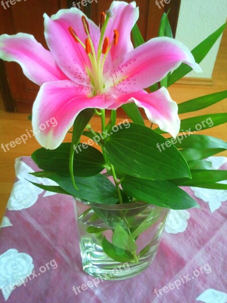 Lily Bloom Vase Schnittblume Pink