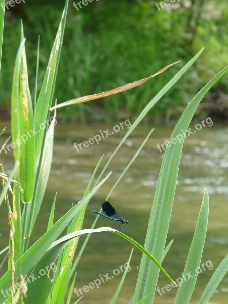 River Dragonfly Nature Insect Free Photos