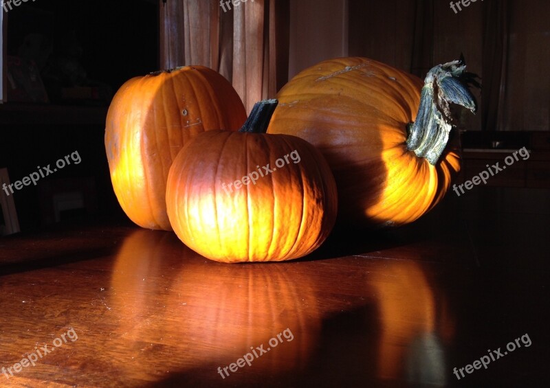 Pumpkins Fall Halloween Pumpkin Season Halloween