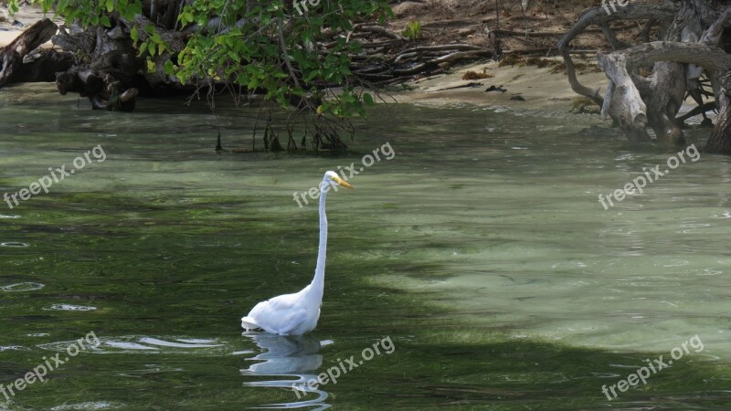 Bird Beira Mar Nature Beach Sand