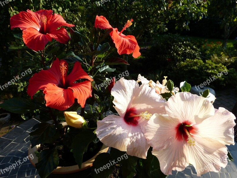 Hibiscus Garden House Free Photos