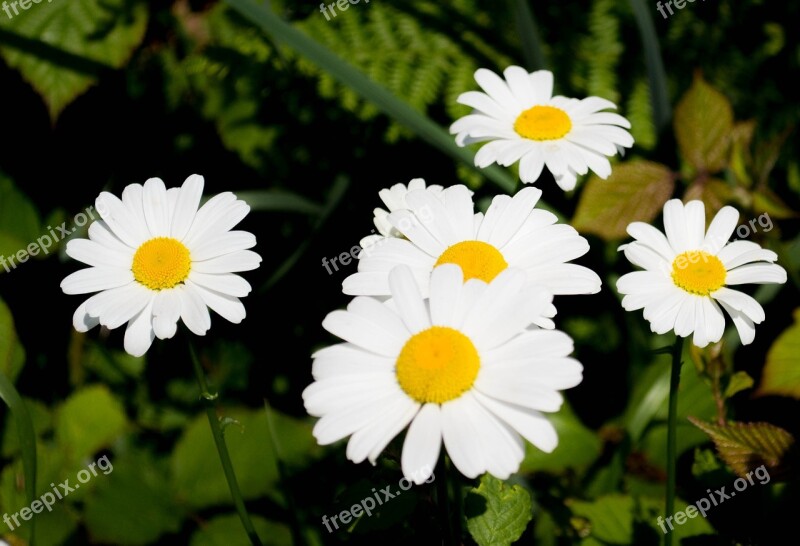 Flowers Summer Flowers Bloom Floral White