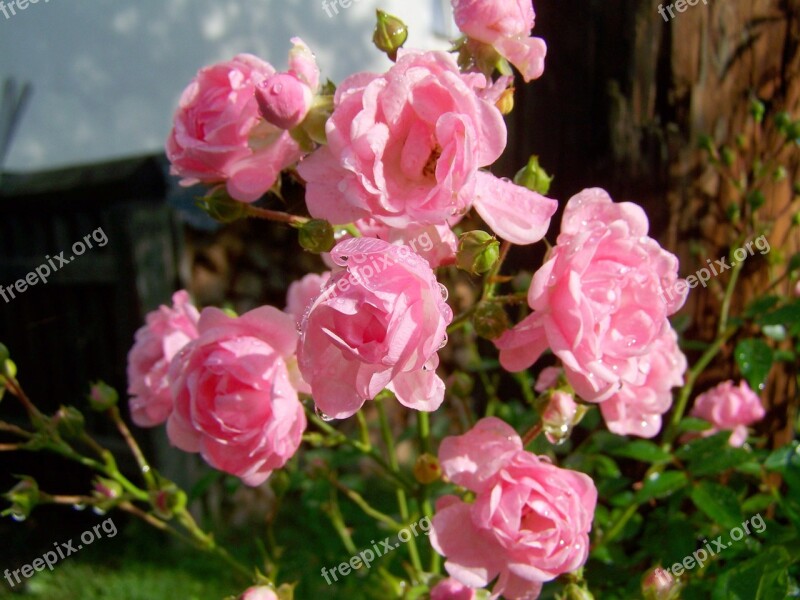 Rose Pink Rose Raindrops Free Photos