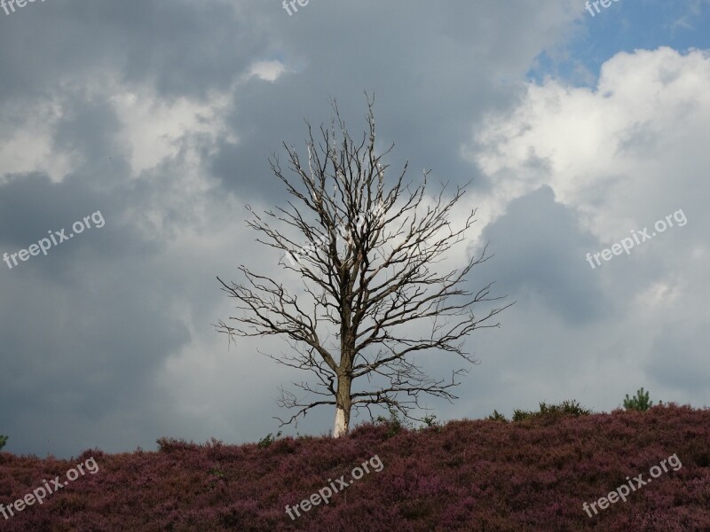 Hei Lonely Tree Nature Threatening Sky Netherlands