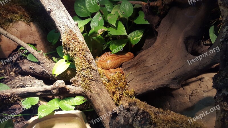 Snake Terrarium Zoo Animal Tree Snake