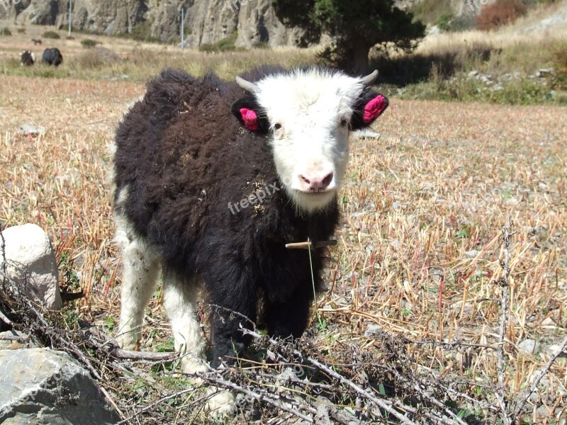 Yak Himalayan Nepal Free Photos