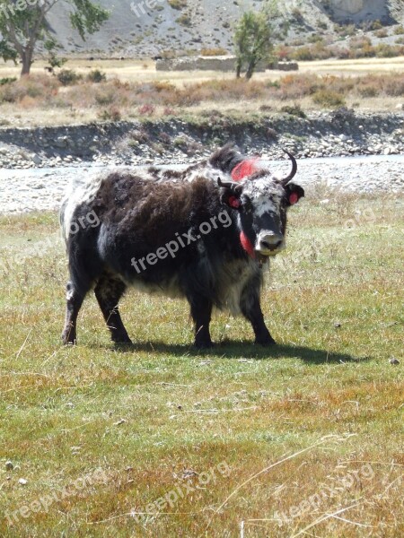 Yak Himalayan Nepal Free Photos