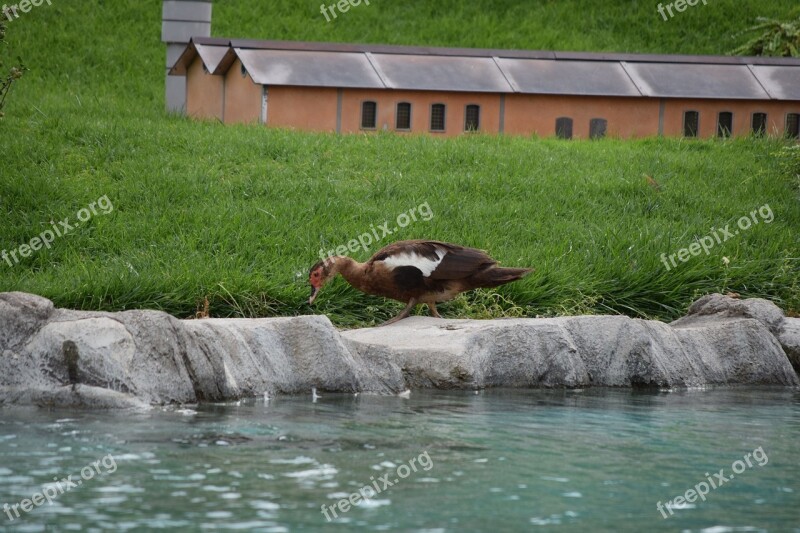 Duck Water Park Leolandia Minitalia Feathers