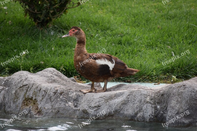 Duck Water Park Leolandia Minitalia Water