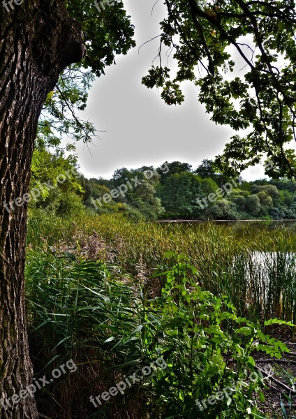 Tree Branches Reeds Nature Green