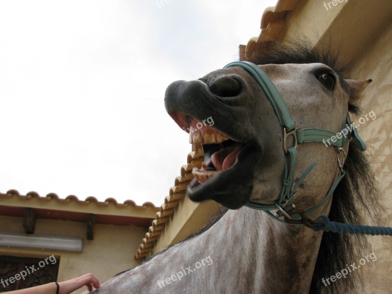 Horse Funny Mane Laughing Horse Head