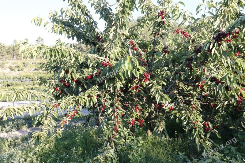 Cherries Tree Field Mountain Environment