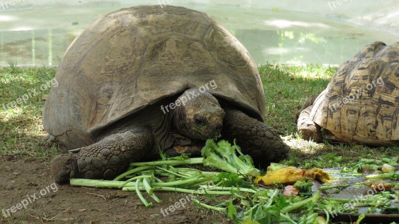 Turtle Meal Lunch Healthy Eating Food