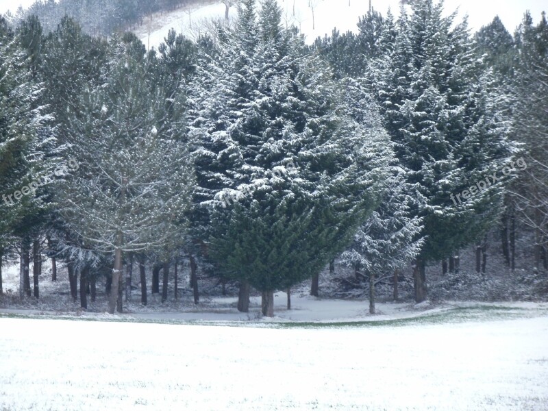 Winter Scenery Fir Nature Parking Forest