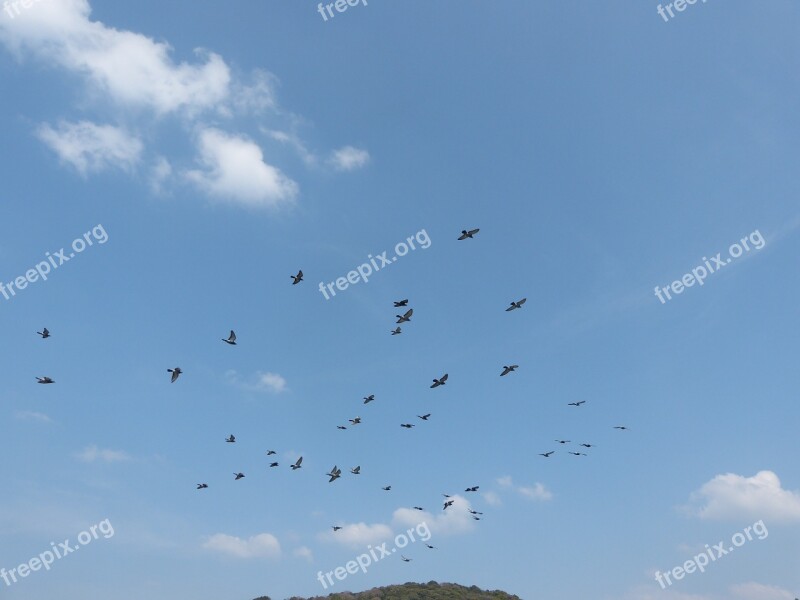 Blue Sky Dove White Clouds Sky Bird