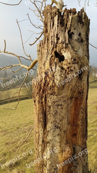 Woodpecker Tree Bird Nature Wildlife