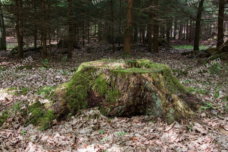 Tree Stump Moss Forest Free Photos