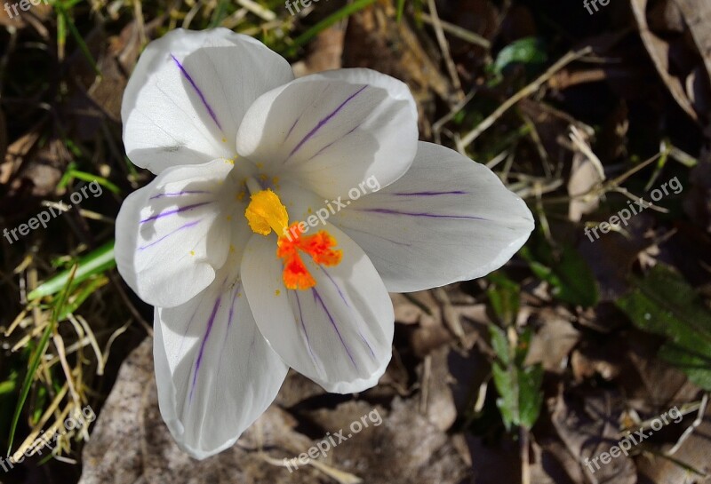 White Spring Flowers Crocus Free Photos