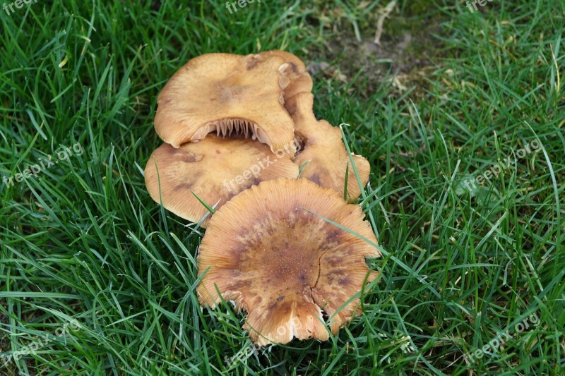 Mushrooms Garden Autumn Meadow Plant