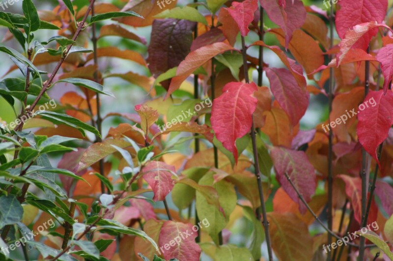 Bush Bird Fruit Berries Autumn