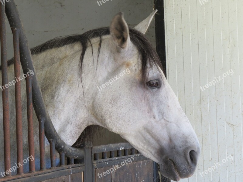 Horse Animal White Encyclopedia Farm