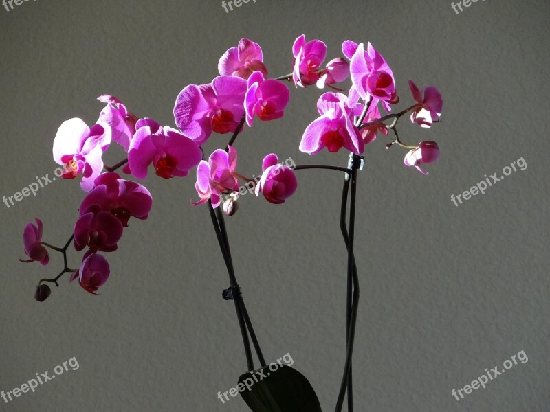 Orchids Purple Flowers Free Photos