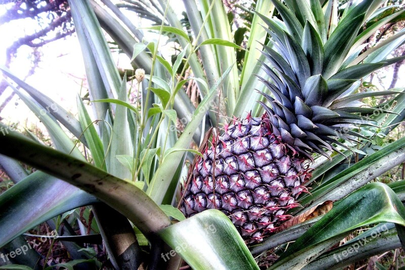 Leaf Fruit Pineapple Sweet Tropical