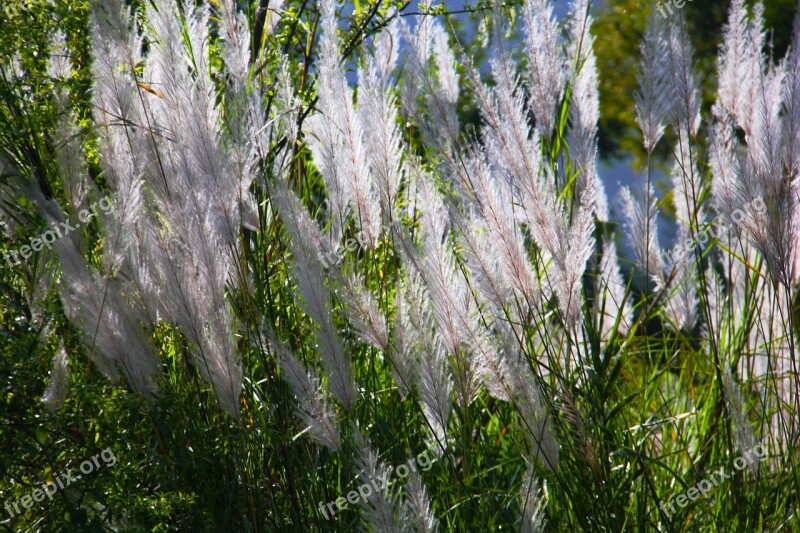 Grasses White Grass Green Nature