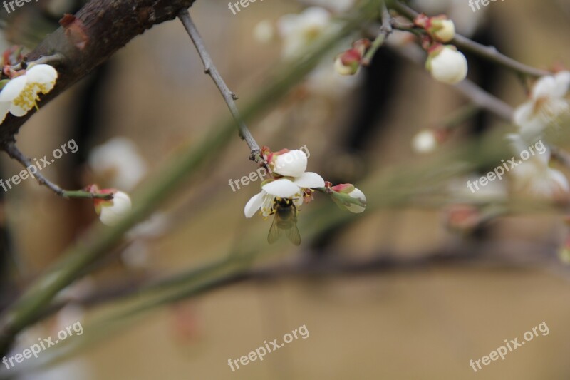 Luogang Hornsey Sea Of Flowers Pear Bee Flowering