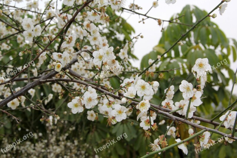 Pear Luogang Hornsey Sea Of Flowers Wood Flowers