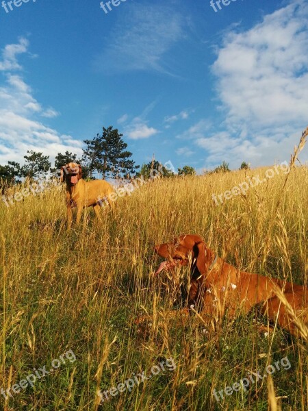 Beagle Hiking Dogs Blue Sky Field