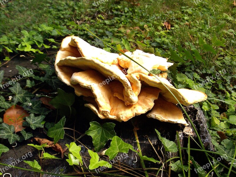 Mushrooms Meadow Wild Mushroom Nature