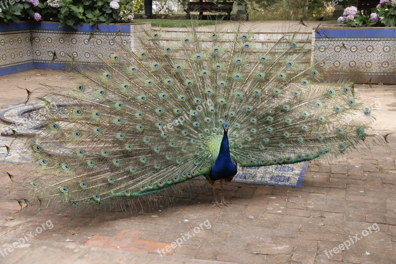 Peacock Color Nature Vanity Feathers