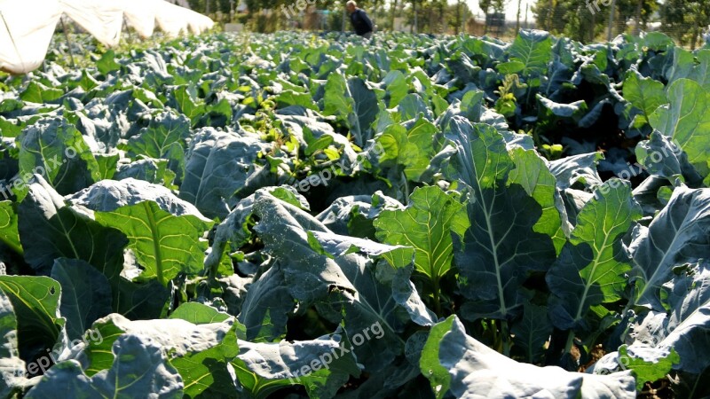 Broccoli Cauliflower Vegetable Crop Fresh Vegetables