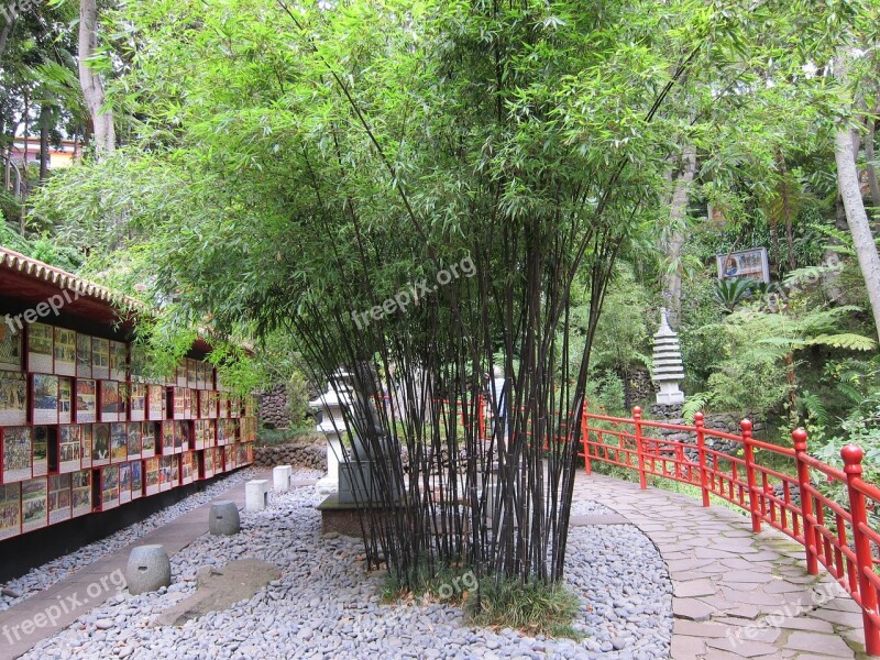 Bamboo Garden Bamboo Oriental Japanese Garden Japanese