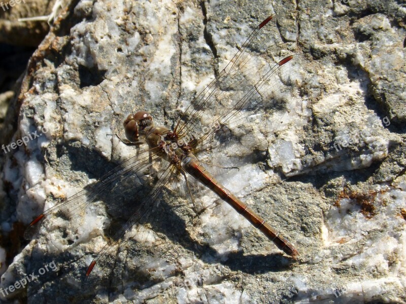 Dragonfly Insect Wings Libelulido Libellulidae