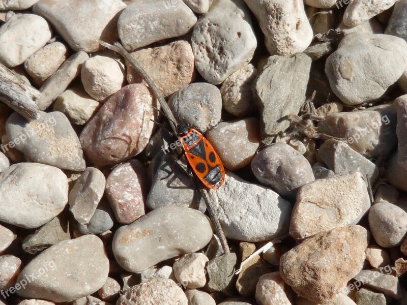 Eurydema Ornatum Red Bug Beetle Insect Stones Free Photos