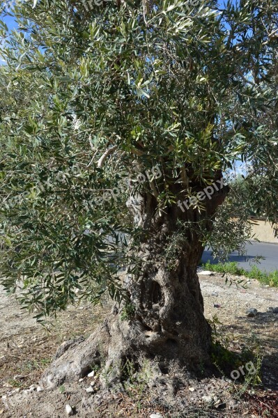 Tree Olive Nature Olive Tree Old