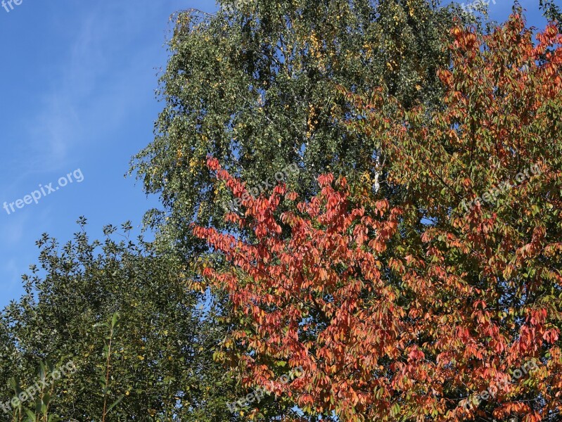 Autumn Leaves Golden Golden Autumn Fall Foliage