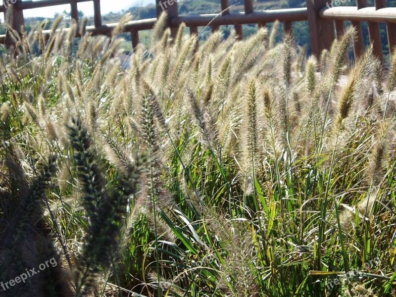 Foxtail Plants Travel Field Meadow