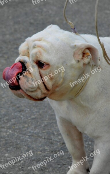 English Bulldog Dog Breed Pure Breed Bulldog