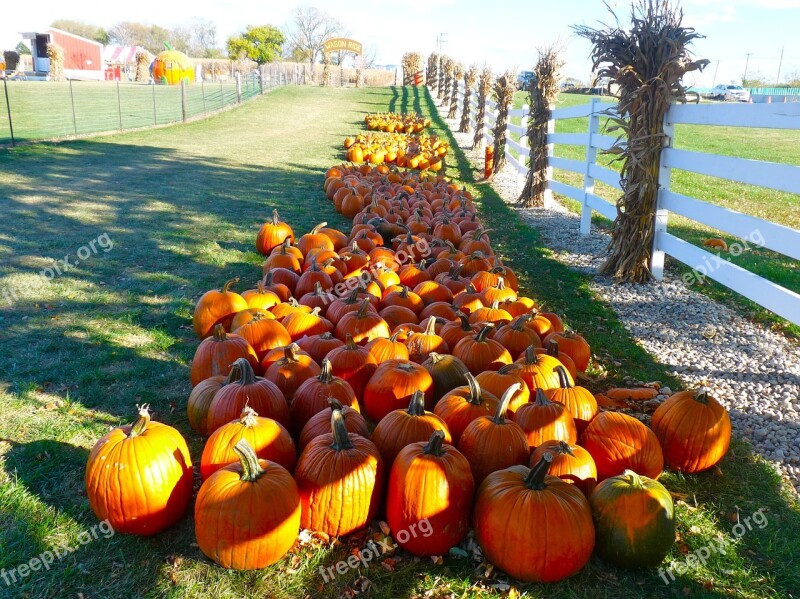 Pumpkins Fall Festival Autumn Fall Halloween