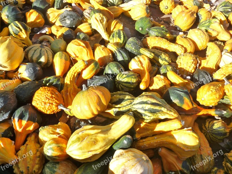 Gourd Pumpkin Fall Autumn Food