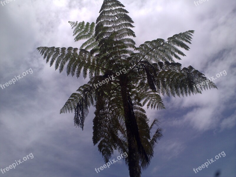 Fern Firmament Sunset Palm Tree Sky