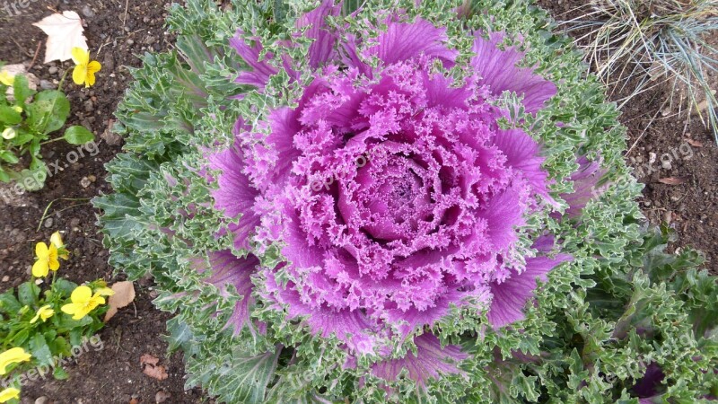 Plant Cabbage Ornamental Purple Red Purple